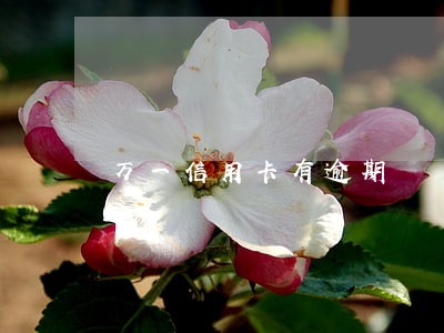 万一信用卡有逾期 万一信用卡有逾期