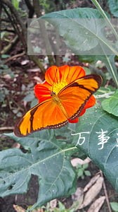 万事达信用卡逾期还能再申请吗 万事达信用卡逾期还能再申请吗
