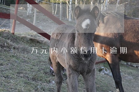 万元内小额信用卡逾期 万元内小额信用卡逾期