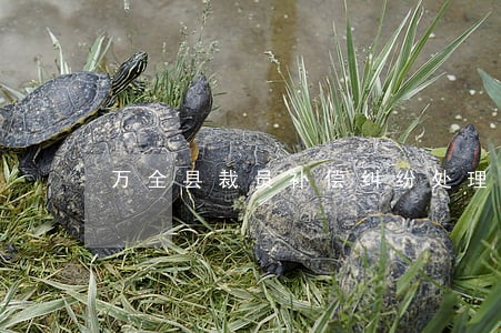 万全县裁员补偿纠纷处理律师 万全县裁员补偿纠纷处理律师