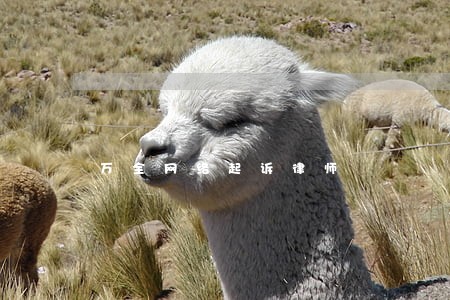 万全网络起诉律师 万全网络起诉律师
