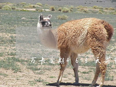 万卡逾期465天罚息怎么计算 万卡逾期465天罚息怎么计算