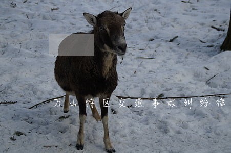 万山特区交通事故纠纷律师 万山特区交通事故纠纷律师