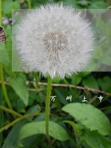 万州上市公司法律顾问 万州上市公司法律顾问