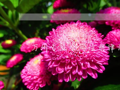万州专业公司注册律师 万州专业公司注册律师