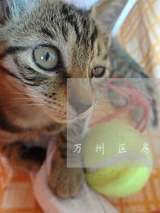 万州区房产纠纷法律咨询