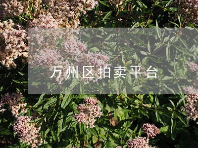 万州区拍卖平台 万州区拍卖平台