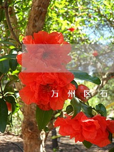 万州区石峰路停车违法吗 万州区石峰路停车违法吗