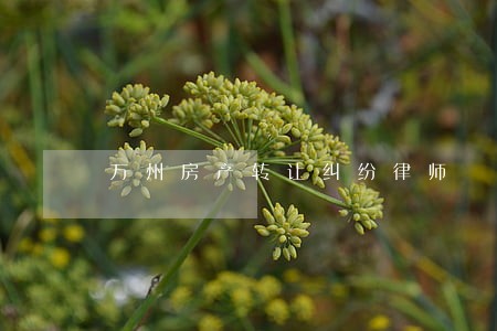 万州房产转让纠纷律师 万州房产转让纠纷律师