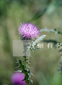 万州有名车祸索赔律师 万州有名车祸索赔律师