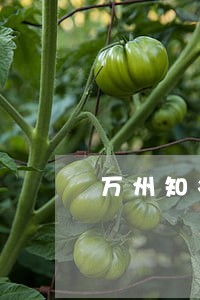 万州知名二审改判律师咨询服务 万州知名二审改判律师咨询服务