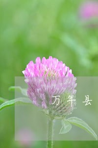 万年县家暴维权律师 万年县家暴维权律师