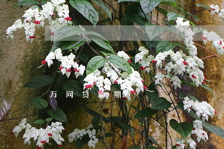 万网贷逾期 万网贷逾期