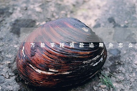 万能掌柜贷款逾期会怎么样 万能掌柜贷款逾期会怎么样