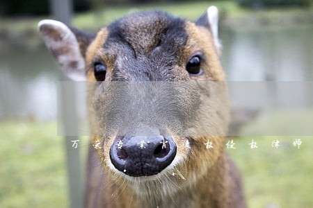 万荣专业肖像权侵权律师 万荣专业肖像权侵权律师