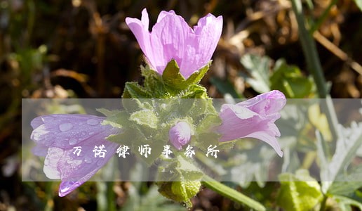万诺律师事务所 万诺律师事务所