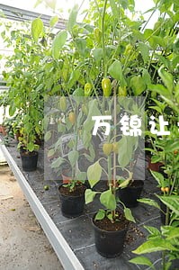 万锦让我只还本金 万锦让我只还本金