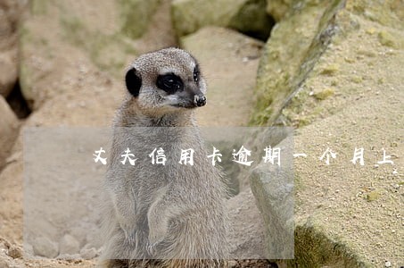 丈夫信用卡逾期一个月上征信