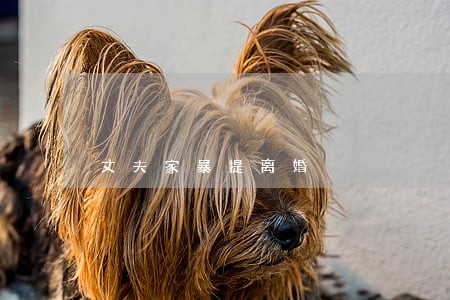 丈夫家暴提离婚 丈夫家暴提离婚