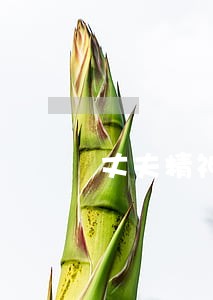 丈夫精神出轨离婚协议
