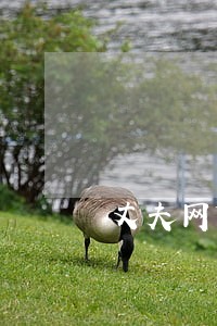 丈夫网贷逾期会影响妻子吗 丈夫网贷逾期会影响妻子吗