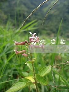 丈夫贷款逾期多久会被起诉 丈夫贷款逾期多久会被起诉