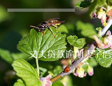 丈夫贷款逾期妻子信用有影响吗