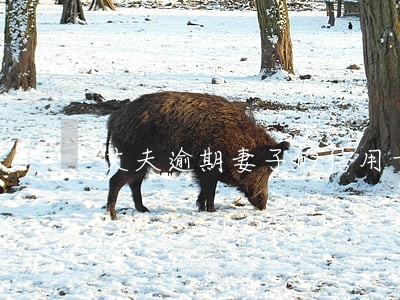 丈夫逾期妻子的信用卡良好 丈夫逾期妻子的信用卡良好