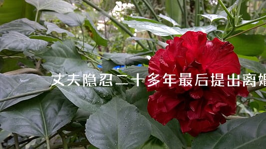 丈夫隐忍二十多年最后提出离婚 丈夫隐忍二十多年最后提出离婚