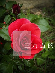 三万五的信用卡逾期两年还多少钱