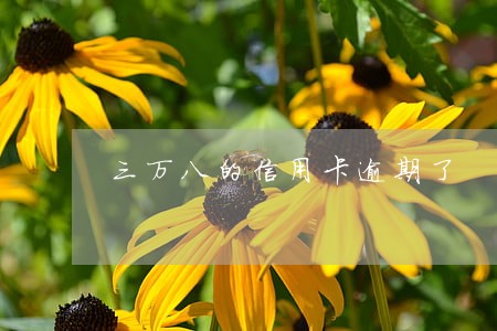 三万八的信用卡逾期了 三万八的信用卡逾期了