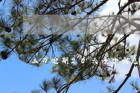 三万逾期20天多少利息是多少 三万逾期20天多少利息是多少