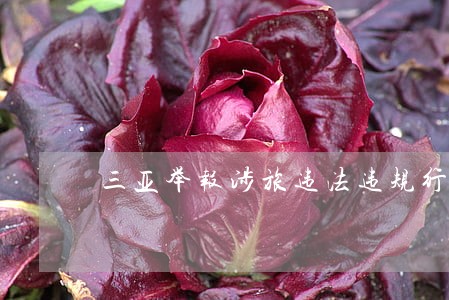 三亚举报涉旅违法违规行为 三亚举报涉旅违法违规行为