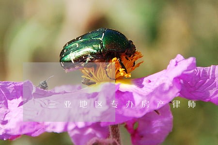 三亚地区专办房产律师 三亚地区专办房产律师