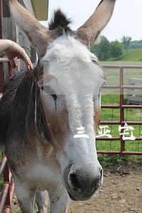 三亚宅基地确权纠纷律师 三亚宅基地确权纠纷律师