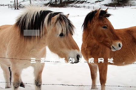 三亚市城郊法院网址