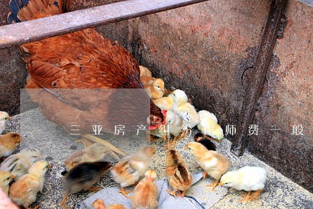三亚房产纠纷律师费一般多少钱