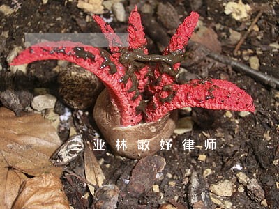 三亚林敏妤律师 三亚林敏妤律师