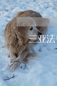 三亚法律咨询热线免费