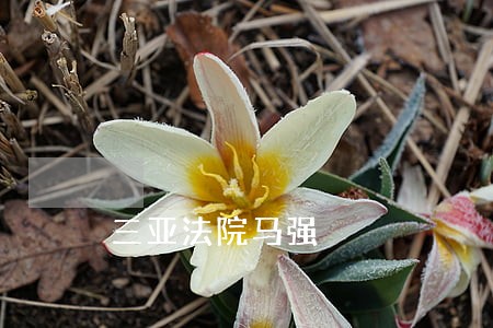 三亚法院马强