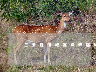 三亚经济犯罪律师咨询 三亚经济犯罪律师咨询