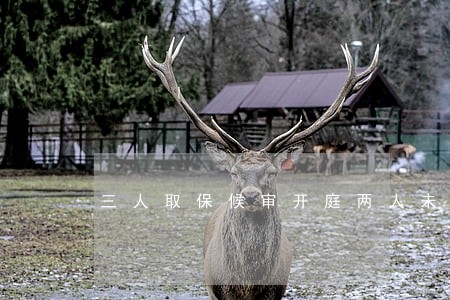 三人取保候审开庭两人未到场 三人取保候审开庭两人未到场