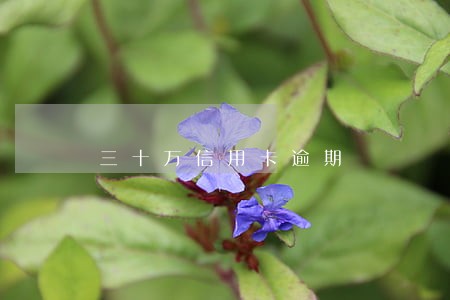 三十万信用卡逾期 三十万信用卡逾期