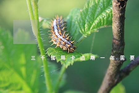 三千信用卡逾期一年需要还多少钱 三千信用卡逾期一年需要还多少钱