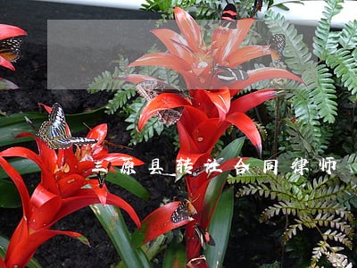 三原县转让合同律师 三原县转让合同律师