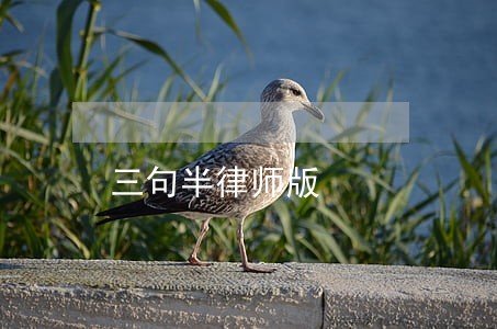 三句半律师版 三句半律师版