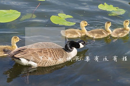 三岁幼女饿死案有没有程序违法