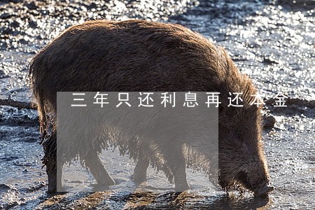 三年只还利息再还本金 三年只还利息再还本金