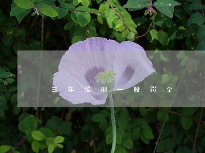 三年缓刑一般罚金 三年缓刑一般罚金