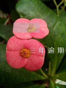 三年逾期4次还能贷款买房吗 三年逾期4次还能贷款买房吗